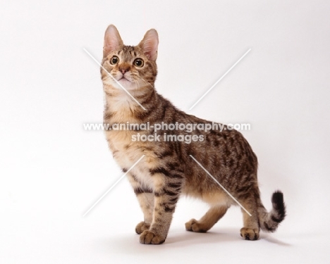 california spangled cat looking up on white background