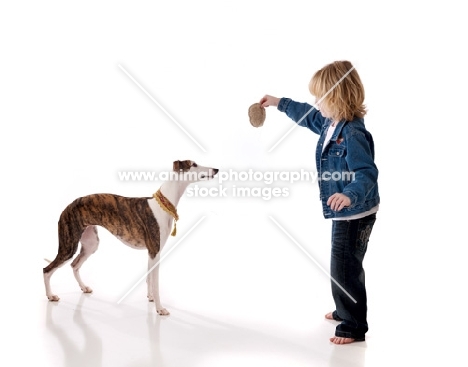 Whippet playing with child