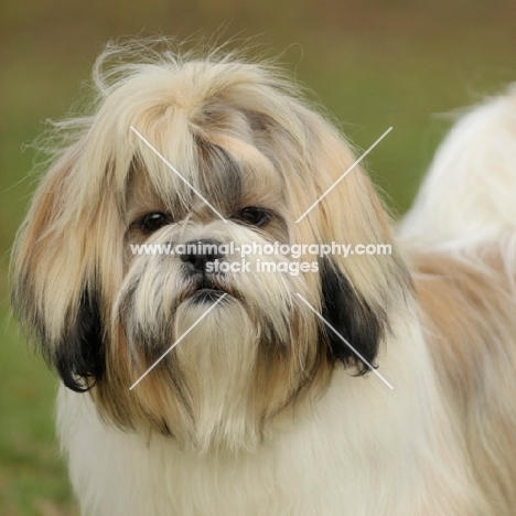 Shih Tzu head study