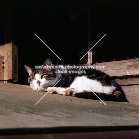 cat lying on roof in the sun