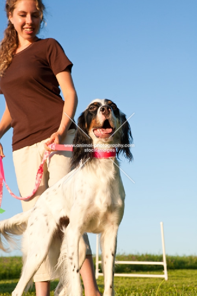 english setter on lead