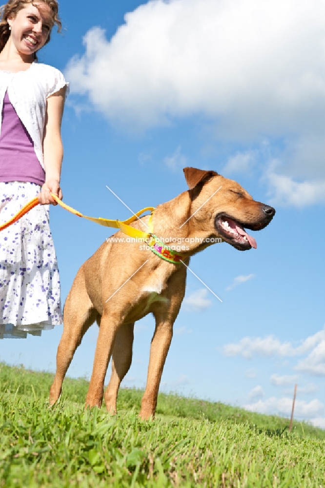 Pit Bull mix in summer