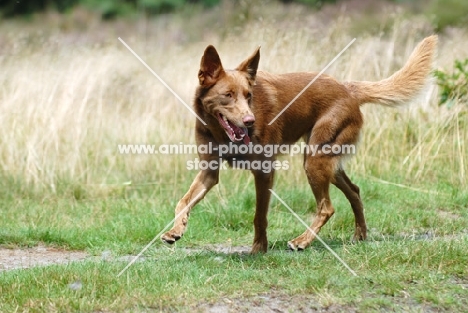 american indian dog trotting