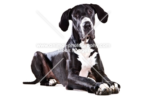 black and white Great Dane lying down