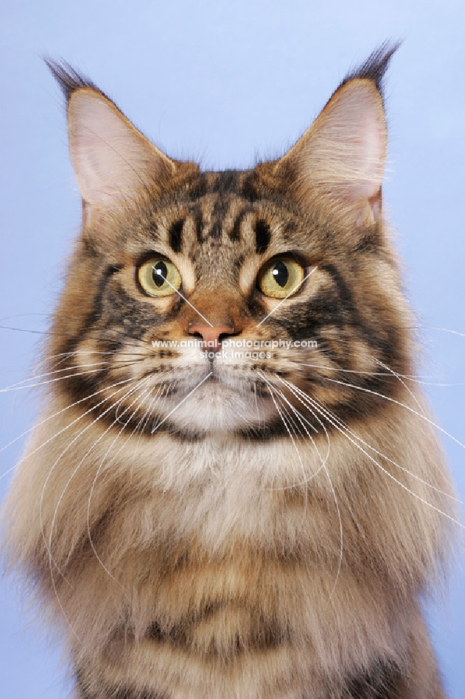 Brown Classic Tabby Maine Coon cat