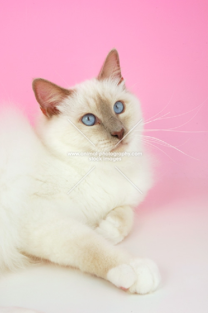 lilac point birman cat, lying down on pink background