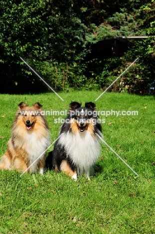 two Shetland Sheepdogs sitting on grass