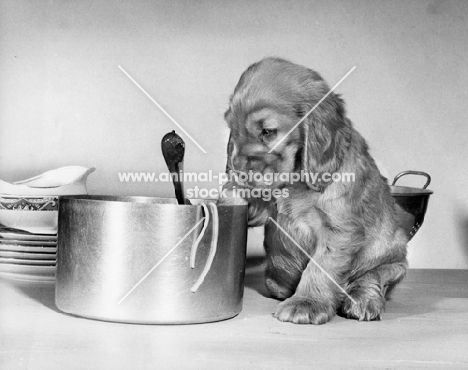 Cocker Spaniel puppy in kitchen