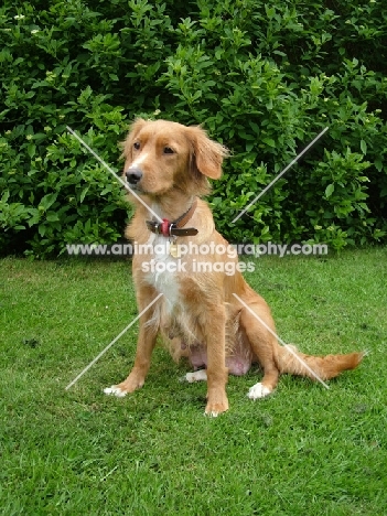 Nova Scotia Duck Tolling Retriever