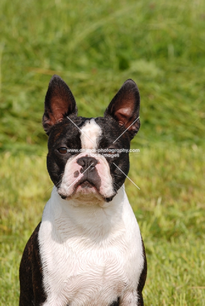 Boston Terrier front view