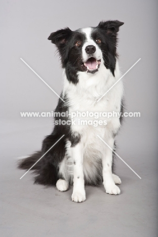 black and white Border Collie on grey background