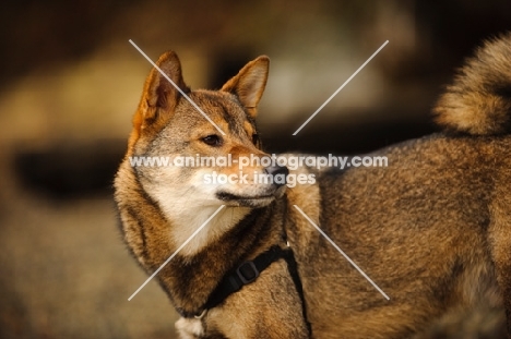 Shiba Inu looking away