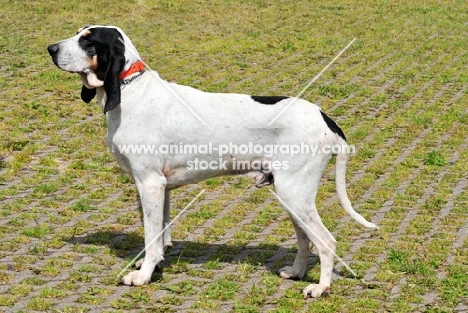 Ariegois, French pack hound

