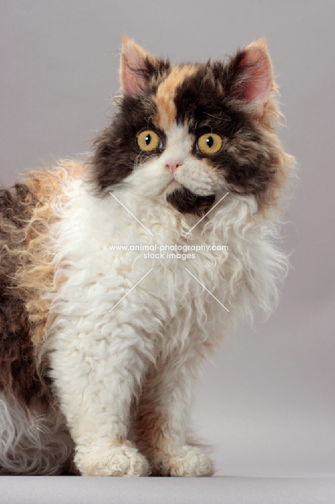 Tortoiseshell & White Selkirk Rex, portrait