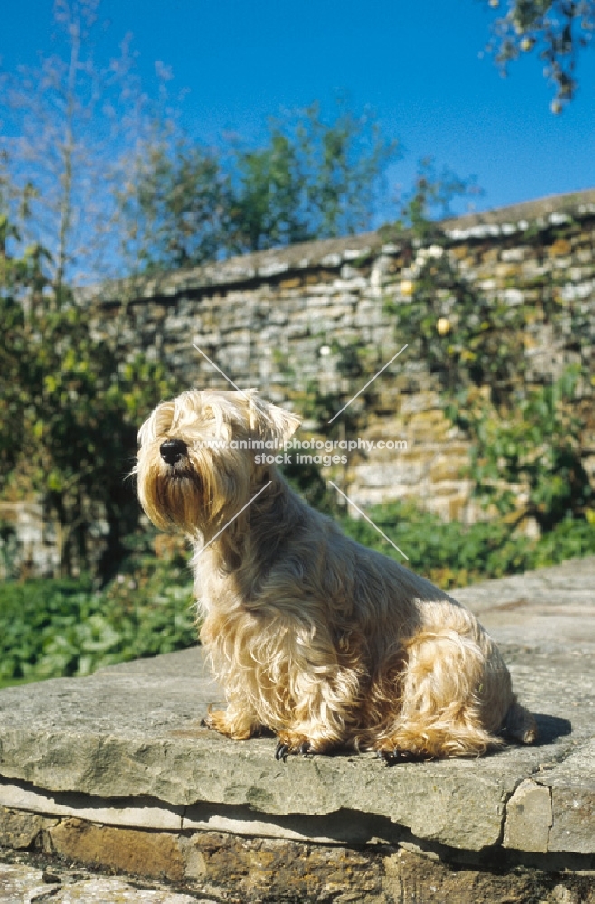 Lucas Terrier on steps