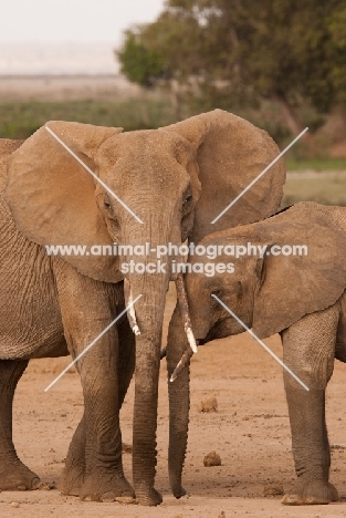 Baby Elephant and Mother in Amboseli, Kenya.