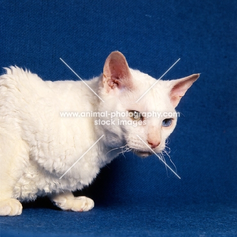 cornish rex cat, odd-eyed white