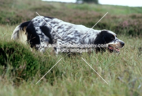 working type english setter on point