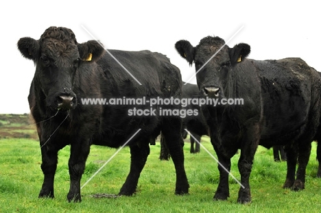 welsh black cows