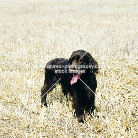 lydemoor lloyd,  field spaniel standing in a stubble field