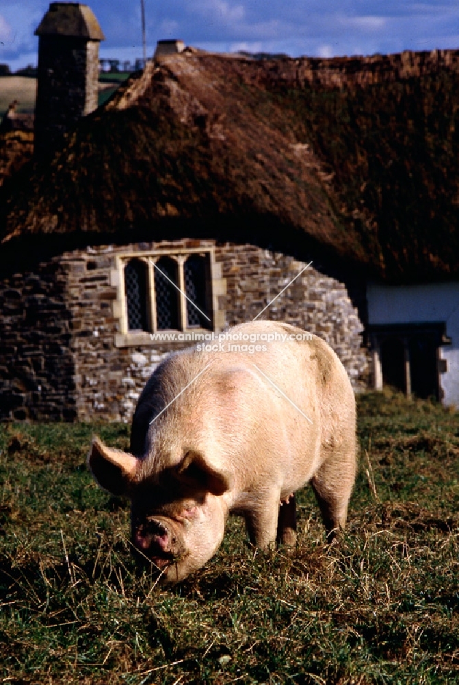 middle white pig at heal farm