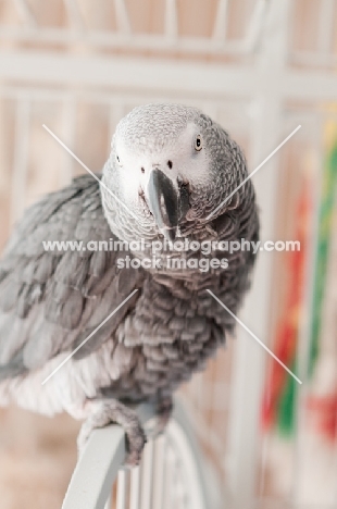 African Grey Parrot on cage