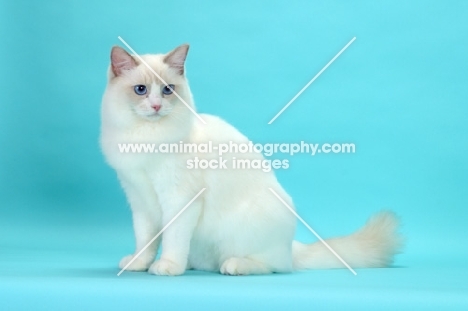 Lilac Point Bi-Colour Ragdoll cat sitting on blue background