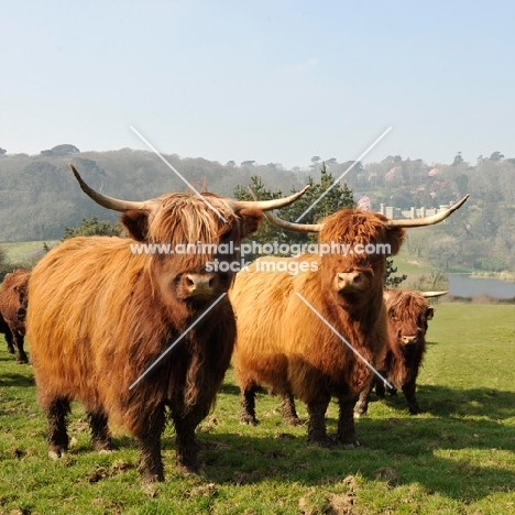 highland cattle in field