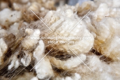 wool, close up