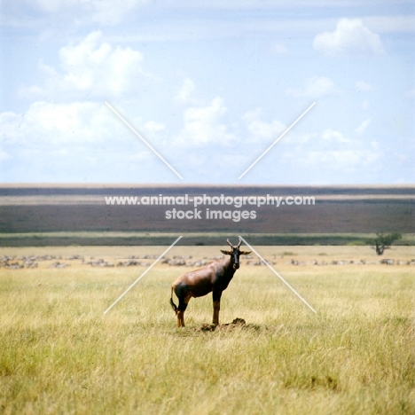 topi in a remote area, serengeti np