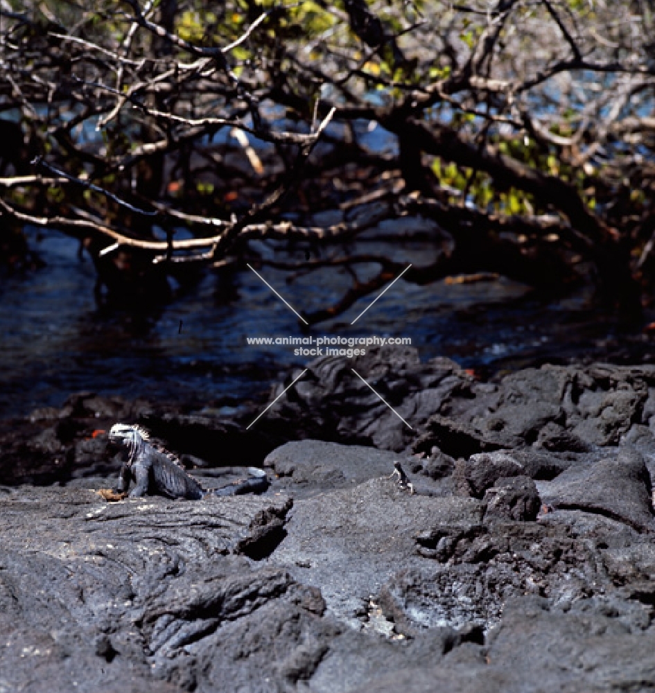 marine iguana in landscape of  lava, fernandina island, galapagos islands