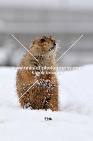 Prairie dog