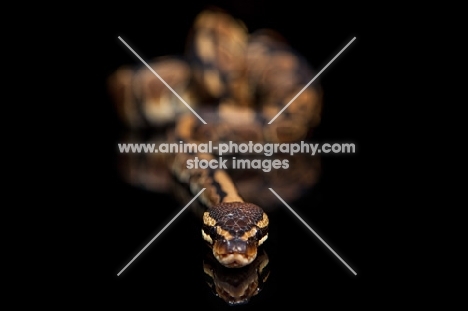 Royal Python on black background, looking into camera