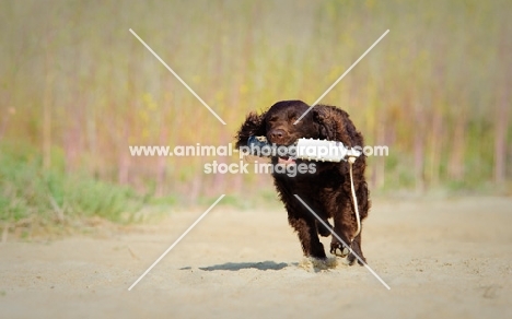 American Water Spaniel