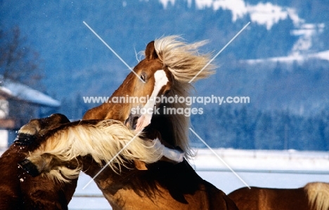 haflinger colts play fighting
