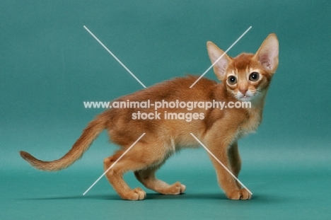 Sorrel (Red) Abyssinian kitten
