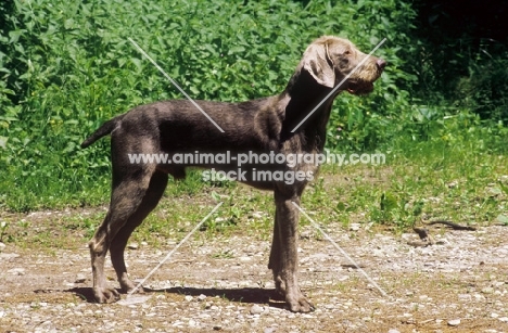 Slovakian Rough-haired Pointer (aka Slovensky Hrubosrsky Stavac, Slovakian Pointing Griffon, SRHP), side view