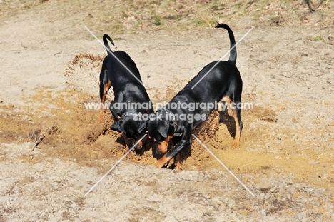 two pinschers digging