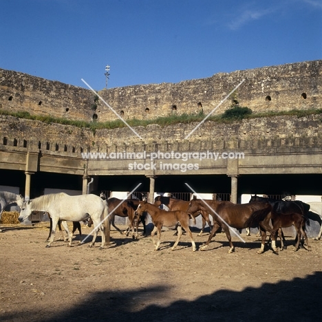Barb horses and foals in ancient yard at Meknes