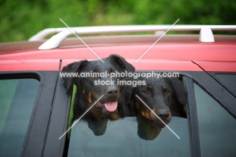 Two Beauceron with faces out of a car window