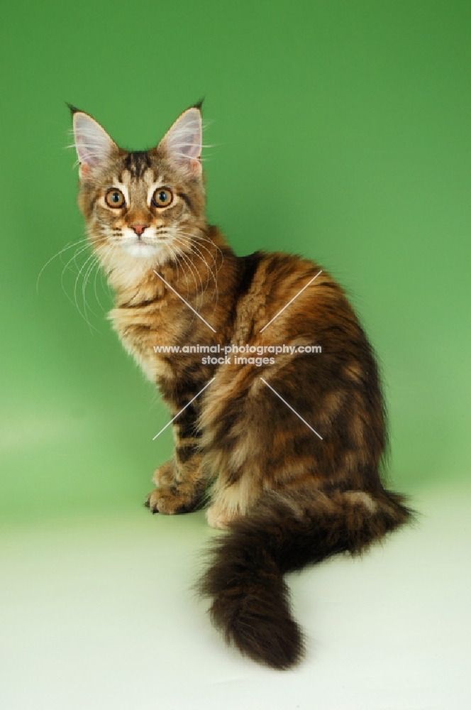 brown tabby and white cat sitting