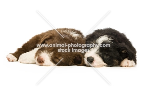 two Bearded collie puppies sleeping