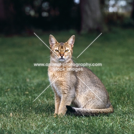 grand champion abyssinian cat from canada sitting on grass 