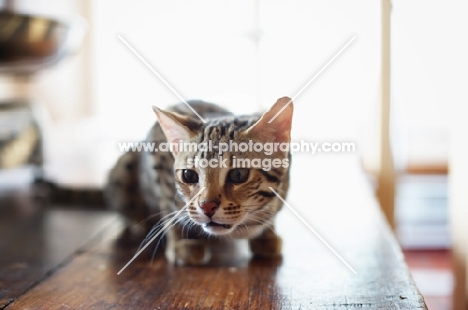 bengal cat crouched on table