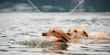 Labrador Retrievers retrieving from water