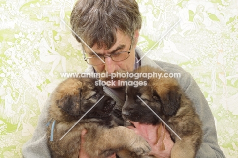 Honey with Black Mask, 6 week old Leonberger puppy, being held by a man