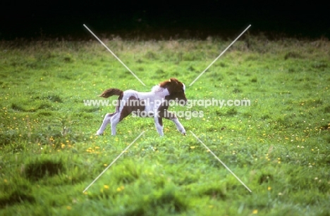 shetland foal cantering in field