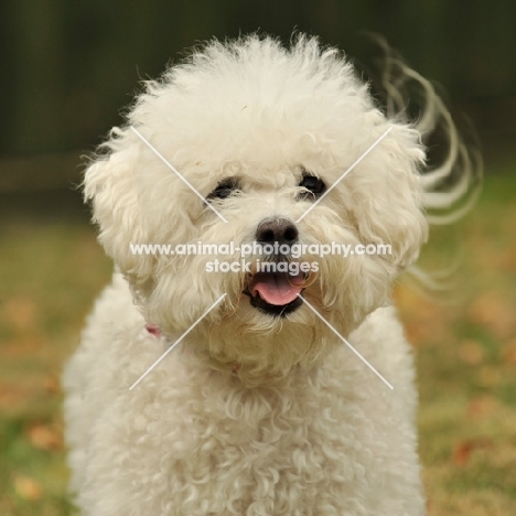 Bichon Frise