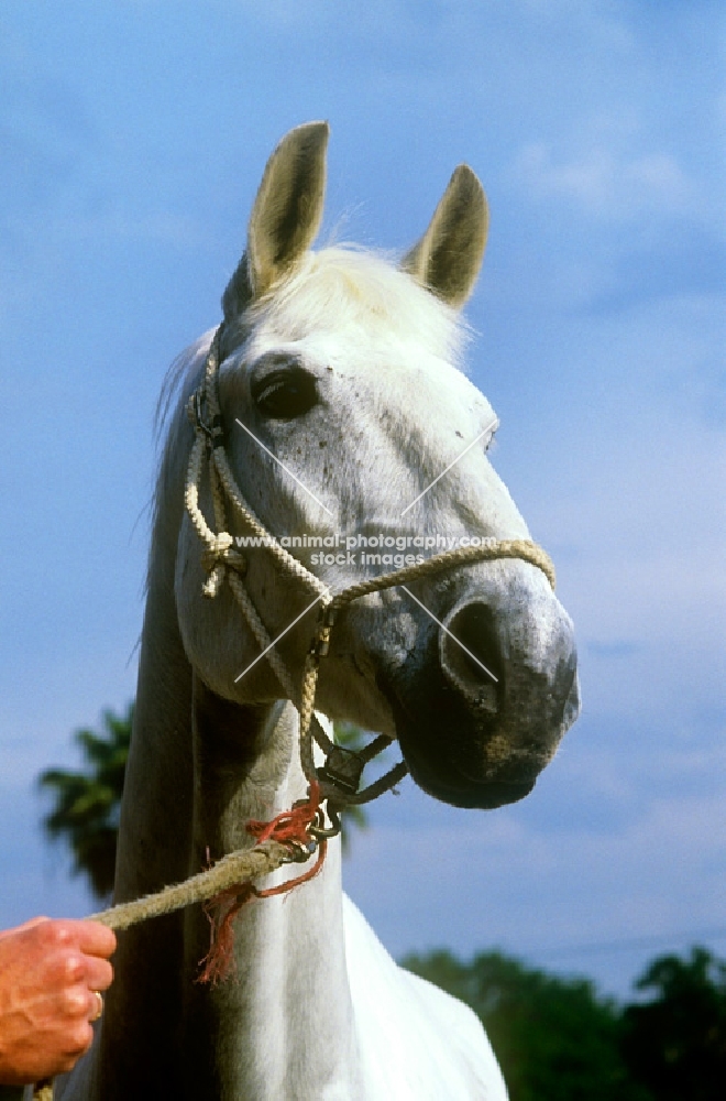 milton, famous show jumper, dutch warm blood 