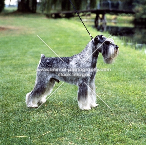 ch siddleys dutch bargemaster, standard schnauzer 